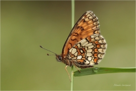 <p>HNĚDÁSEK JITROCELOVÝ (Melitaea athalia)Slovensko - Volovské vrchy ----- /Heath fritillary - Wachtelweizen-Scheckenfalter/</p>